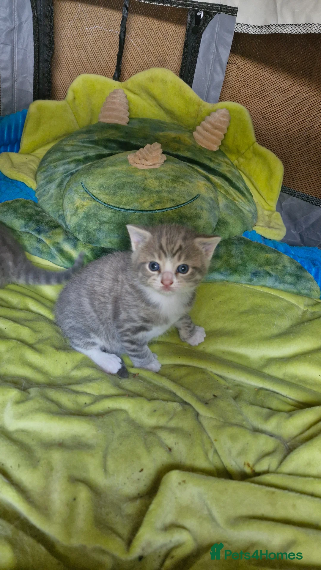 Mixed Breed cats for sale: Kitten for sale  in Harrow - Advert 8
