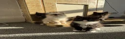 Mixed Breed cats for sale: kittens ready to be loved  - Advert 17