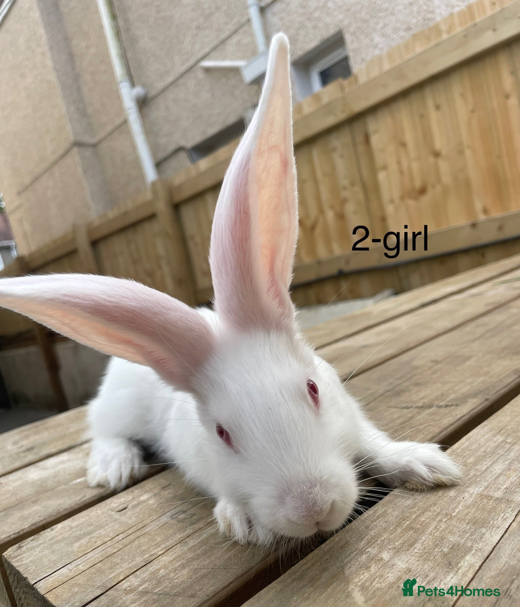 Continental Giant rabbits 💖 6 week old continental giants💖 - Advert 7