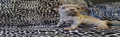 Chihuahua Puppy 4