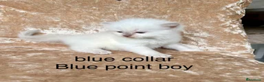 Ragdoll 4
