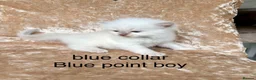 Ragdoll cats for sale: Beautiful ragdoll kittens  - Advert 7