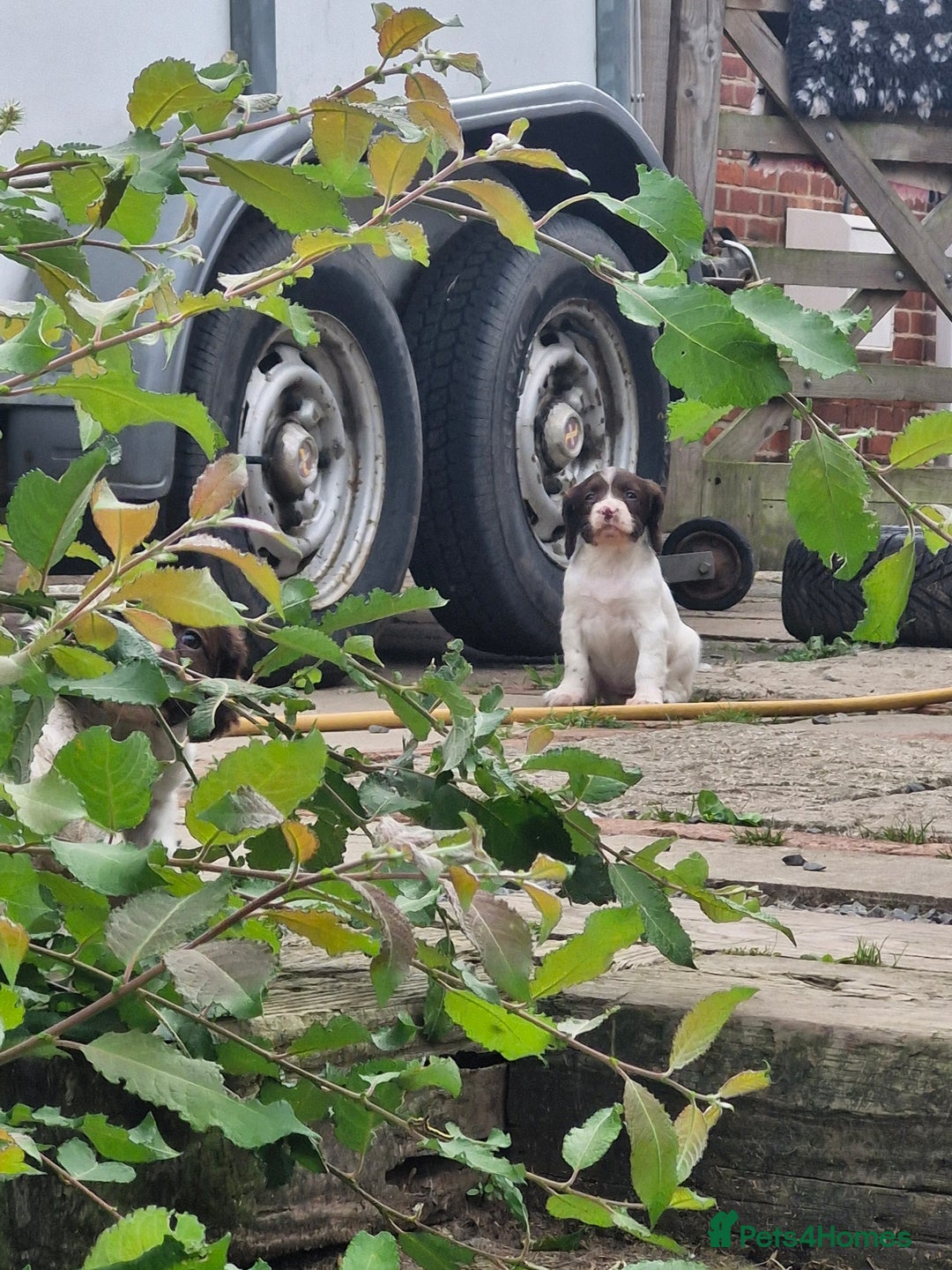 English Springer Spaniel dogs for sale: KC registered English Springer Spaniel - Image 22