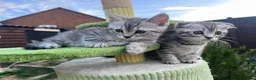British Shorthair cats for sale: ❤️British shorthair Fold&Maine Coon ❤️ - Advert 5