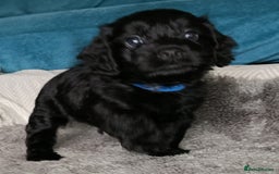 Cockapoo dogs for sale: **Last** Male Cockapoo Puppies avaliable 8th Oct  - Image 20