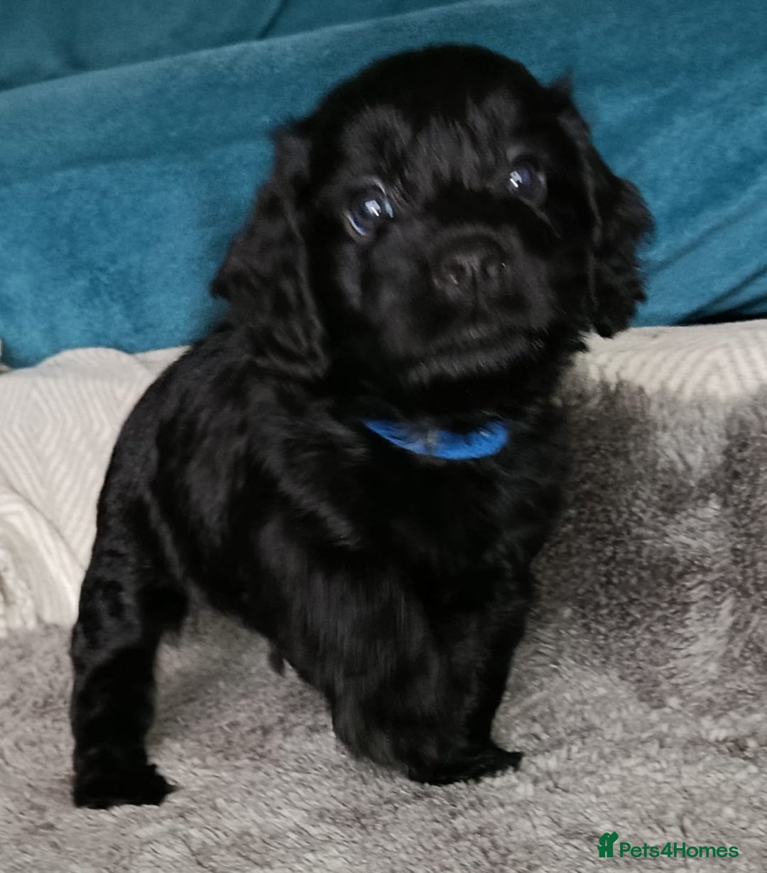 Cockapoo dogs for sale: **Last** Male Cockapoo Puppies avaliable 8th Oct  - Image 20