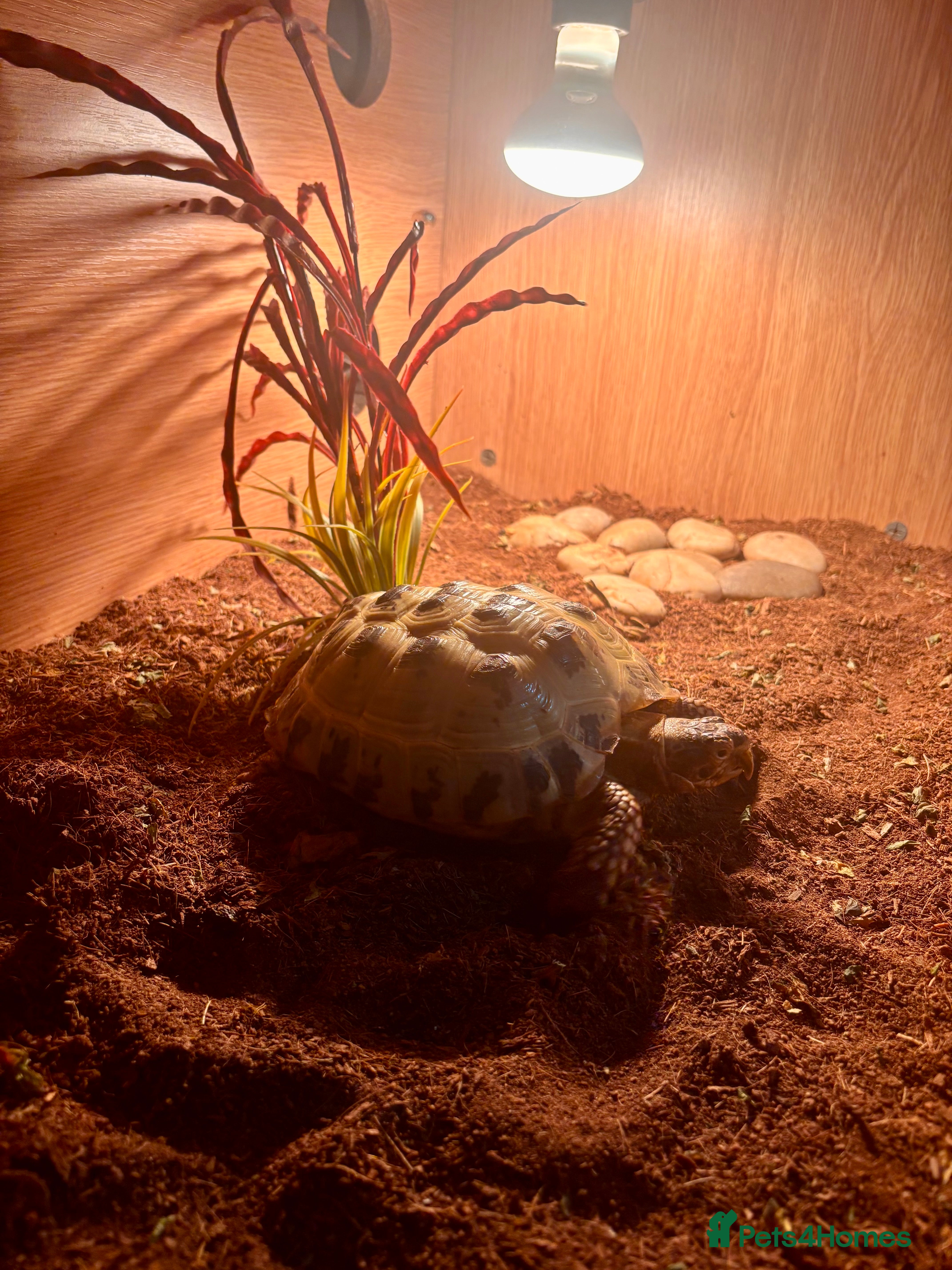 Tortoise reptiles  horsefield tortoise for sale  - Advert 4