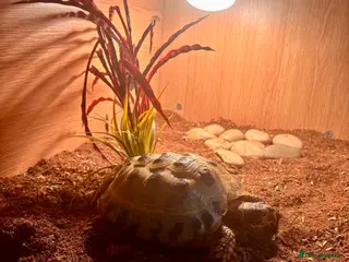 Tortoise reptiles horsefield tortoise for sale - Advert 4