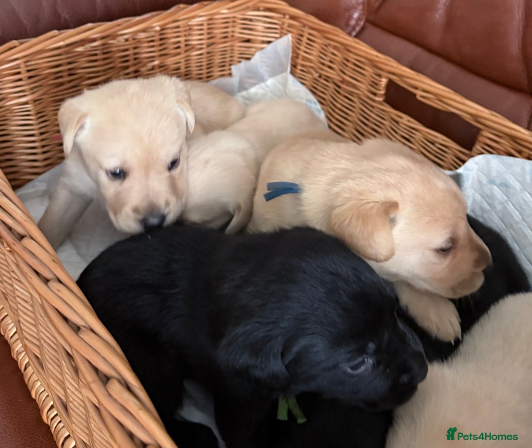 Labrador Retriever dogs for sale:  labrador retriever pups - Image 16