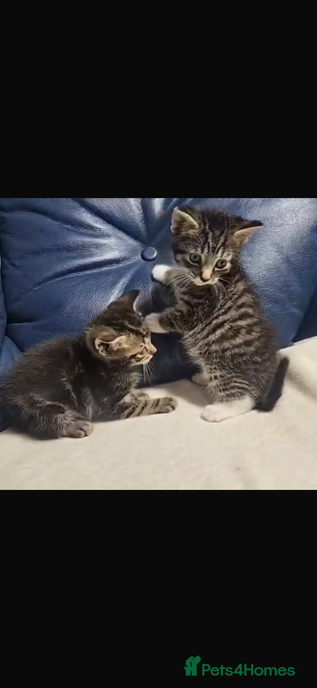 Bengal cats for sale: Adorable kittens mixed Bengal - Image 2