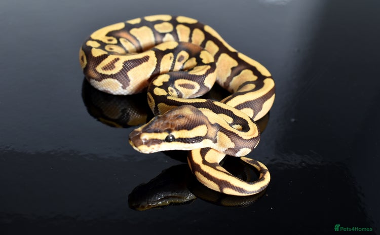 Python Snake reptiles Amazing baby ball pythons - Advert 3