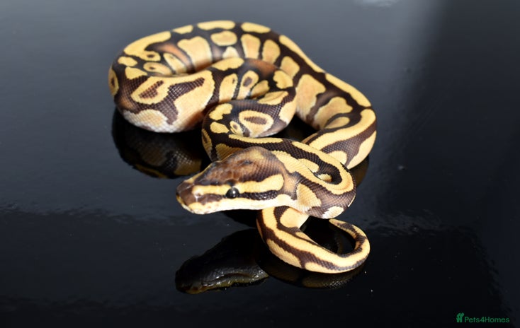 Python Snake reptiles Amazing baby ball pythons - Advert 2
