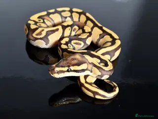 Python Snake reptiles Amazing baby ball pythons - Advert 3