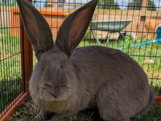 Continental Giant rabbits - Advert 3