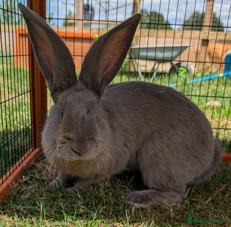 Purebred Blue Continental Giant Buck for sale in Templecombe | Pets4Homes