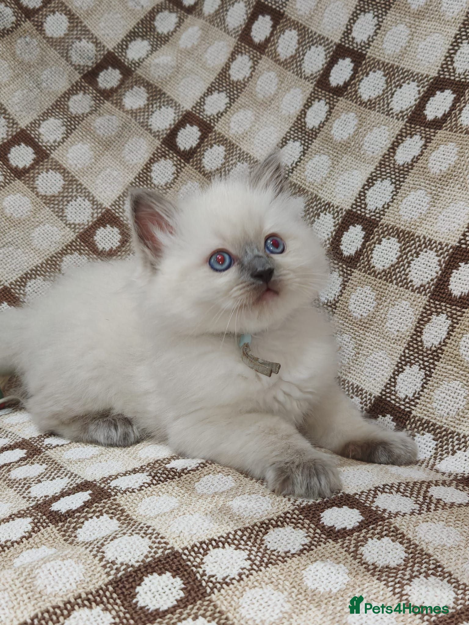Ragdoll cats Last beautiful ragdoll boy! ready for his new home - Advert 1