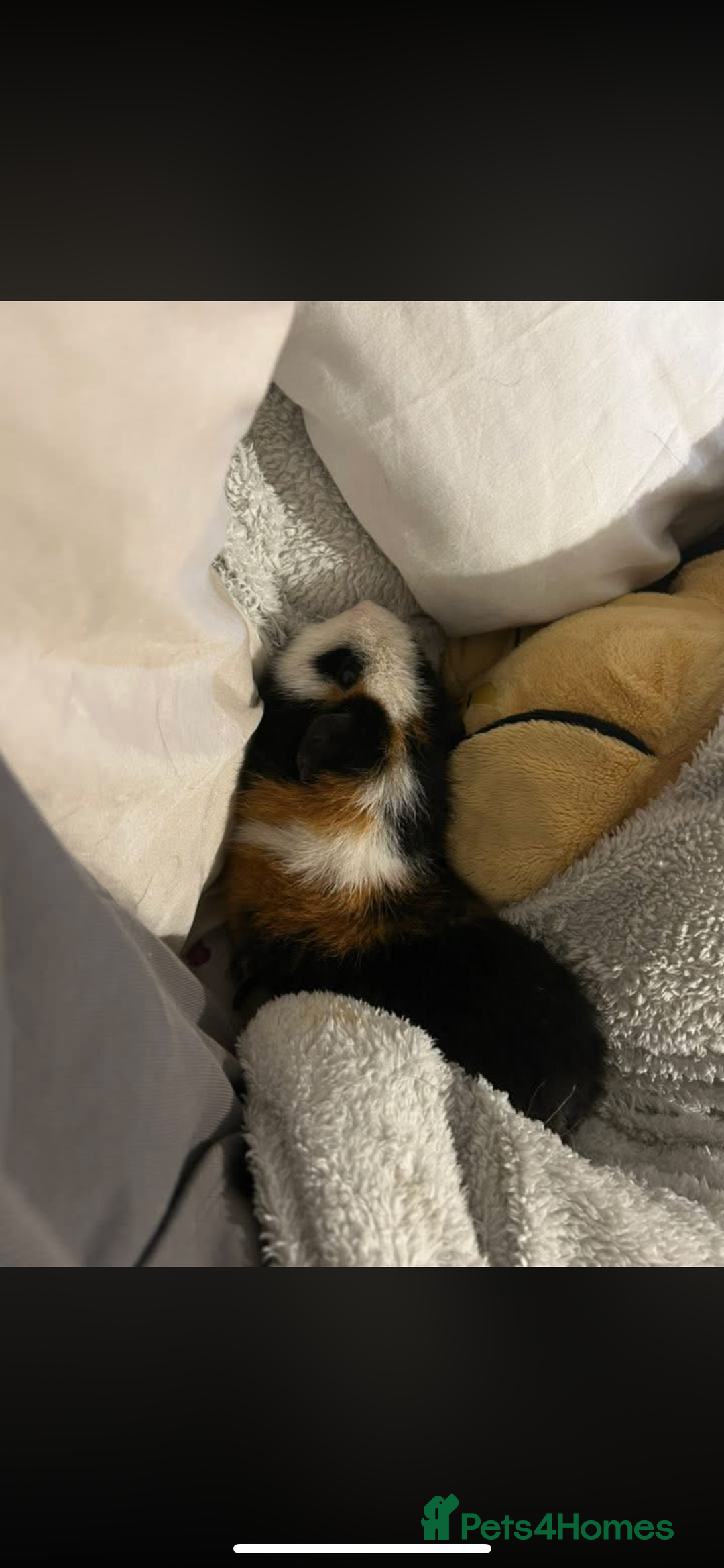 Guinea Pig rodents for sale: 2 male guinea pigs (brothers)  - Advert 7