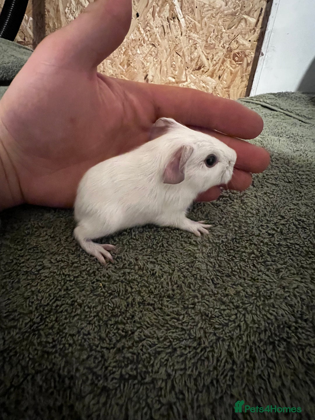 Guinea Pig rodents for sale: baby guinea pig - Advert 2