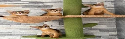 Abyssinian cats for sale: Last 2 boys ready to go!!! - Advert 13
