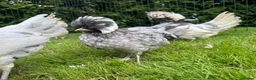 Chickens poultry for sale: Polish bantams - Advert 10