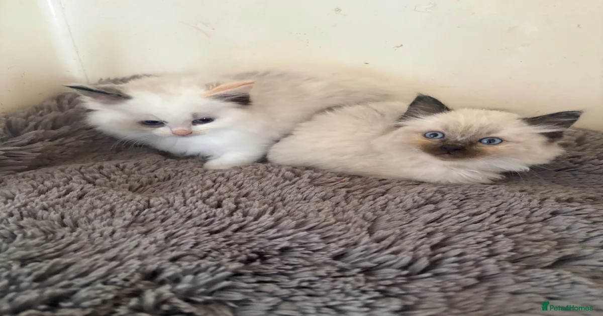Ragdoll kittens for sale in Romford | Pets4Homes