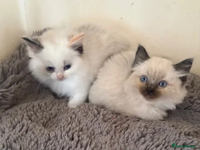 Ragdoll cats Ragdoll kittens - Advert 3