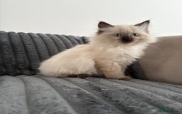 Ragdoll cats for sale: 2 Ragdoll Kittens left 🐾🤍 READY TO LEAVE NOW! - Image 15