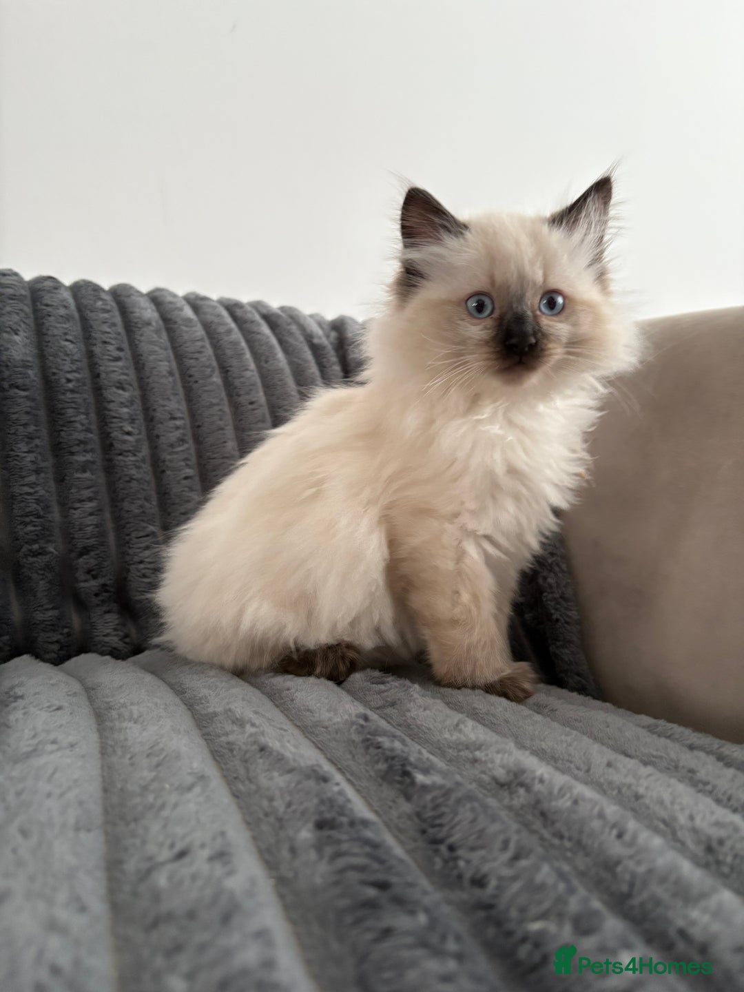 Ragdoll cats for sale: 2 Ragdoll Kittens left 🐾🤍 READY TO LEAVE NOW! - Image 15