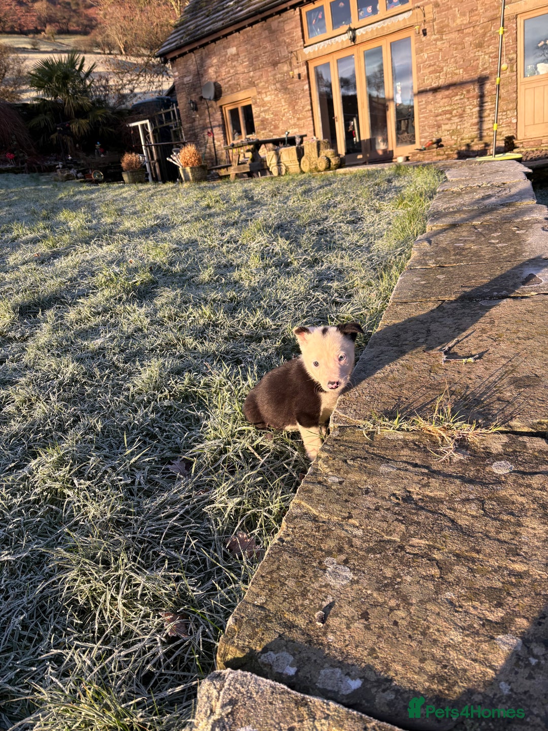 Border Collie dogs for sale: 4 Lovely bold collie dog pups - Advert 2