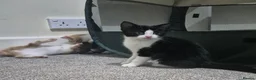 Mixed Breed cats for sale: Beautiful little kittens  - Advert 2