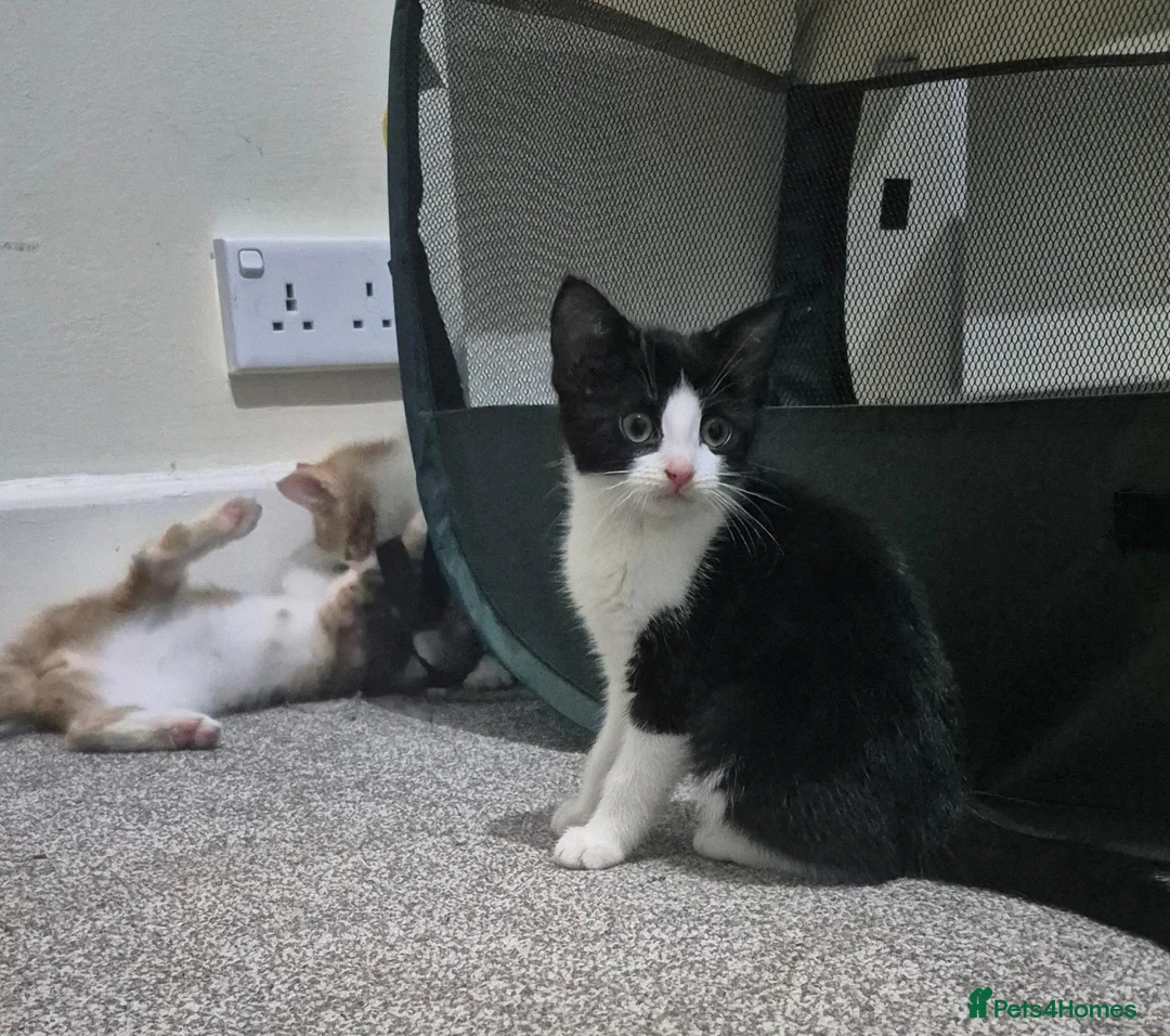 Mixed Breed cats for sale: Beautiful little kittens  - Advert 2