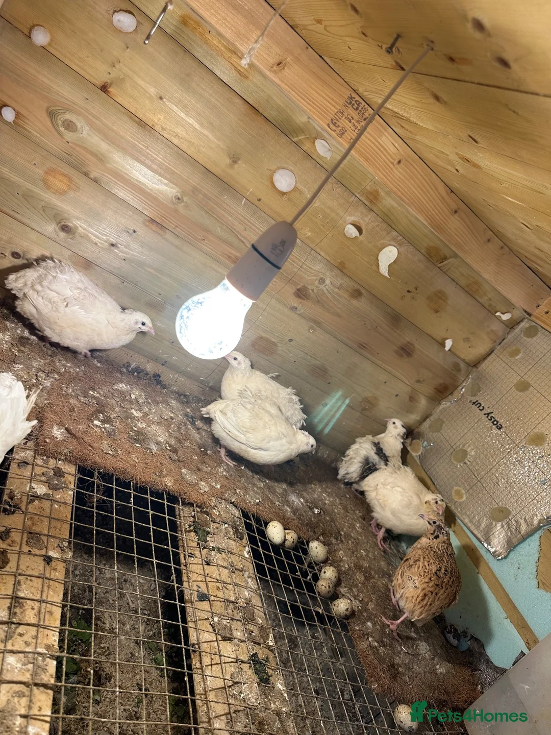Mixed Breed birds for sale: Quals  - Advert 2