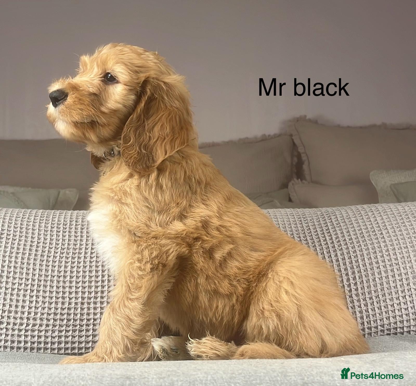 Irish Doodle dogs The perfect Doodle - Advert 16