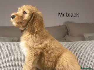 Irish Doodle dogs The perfect Doodle - Advert 16