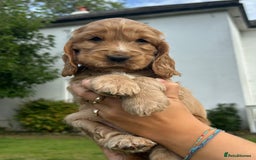 Cocker Spaniel dogs for stud: GOLDEN Show Cocker Stud KC EXCEPTIONAL TESTS- LUDO in Bradford-on-Avon - Image 23