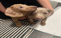 Miniature Dachshund dogs for sale: 2 x Miniature dachshund  - Image 15
