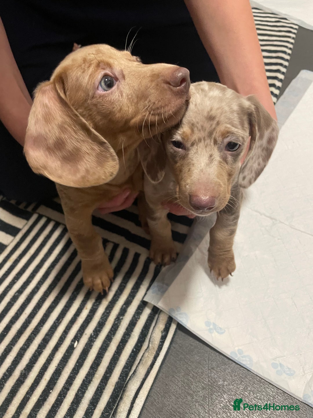 Miniature Dachshund dogs for sale: 2 x Miniature dachshund  - Image 15