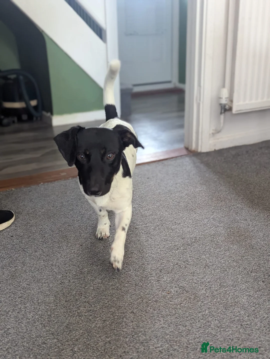 Jackshund dogs for sale: Ralphy  - Advert 1