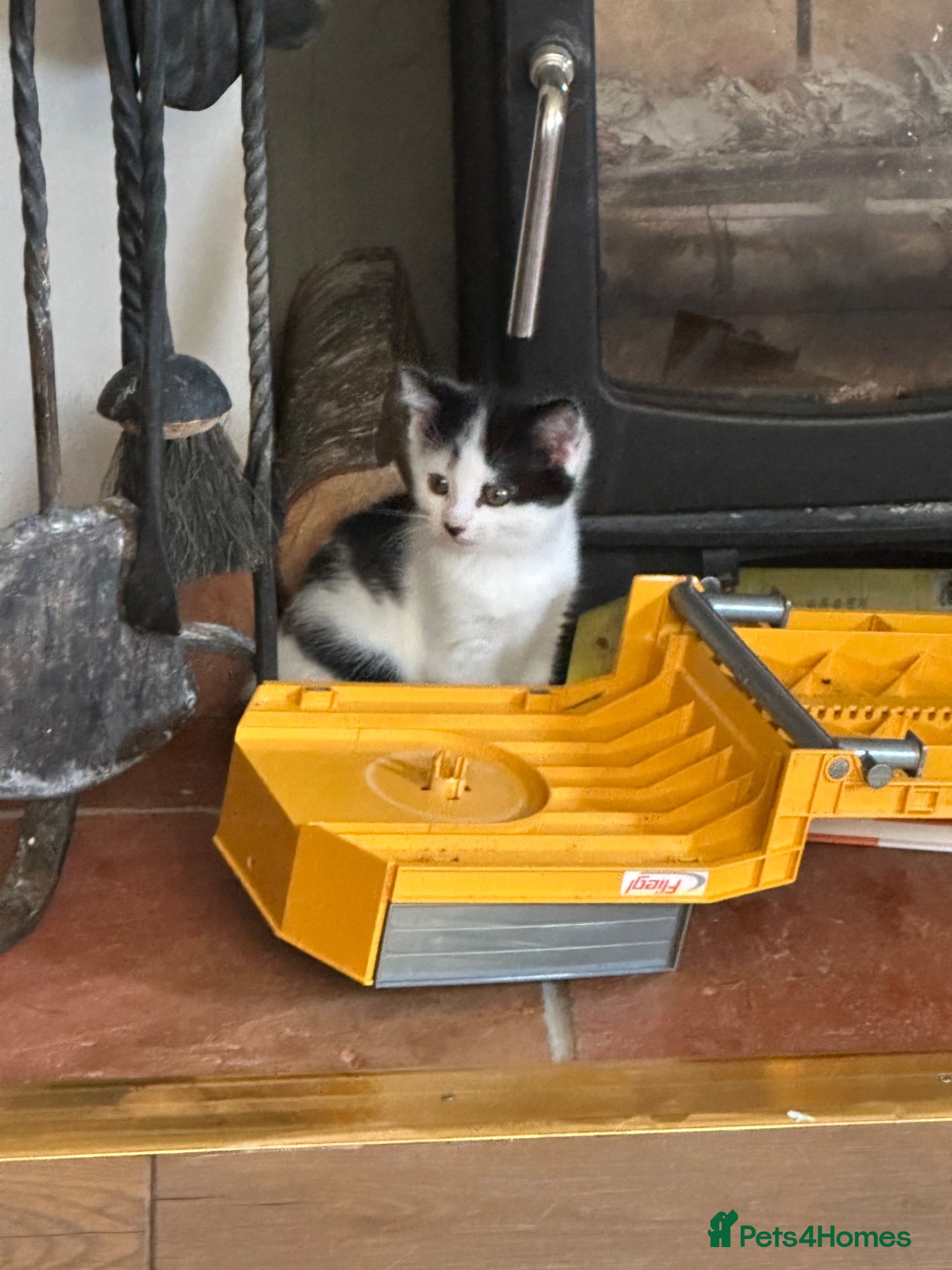 Mixed Breed cats Cute fluffy kitten seeking loving home  - Advert 8