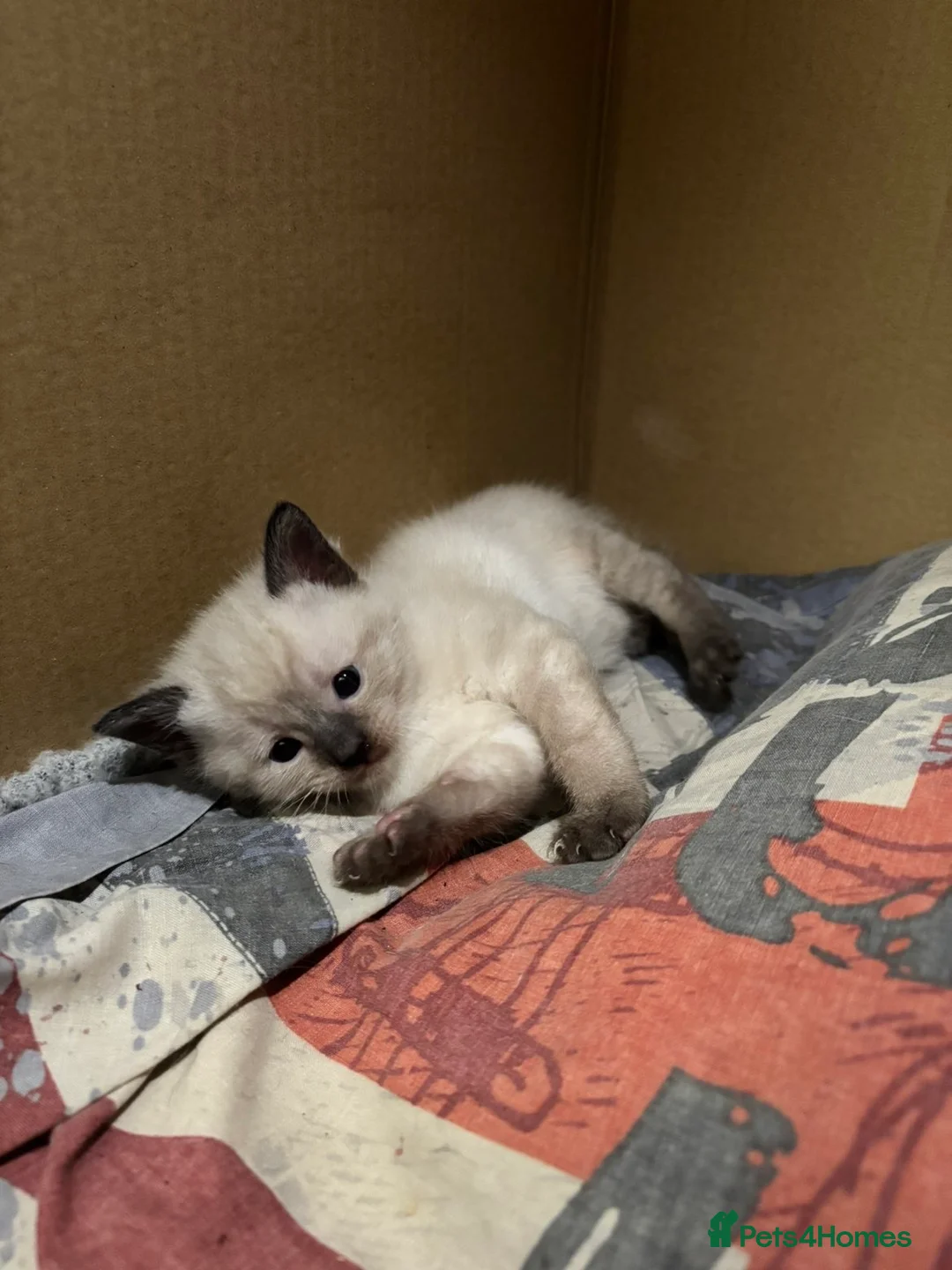 Mixed Breed cats for sale: 3 Gorgeous kittens  in Southampton - Advert 2