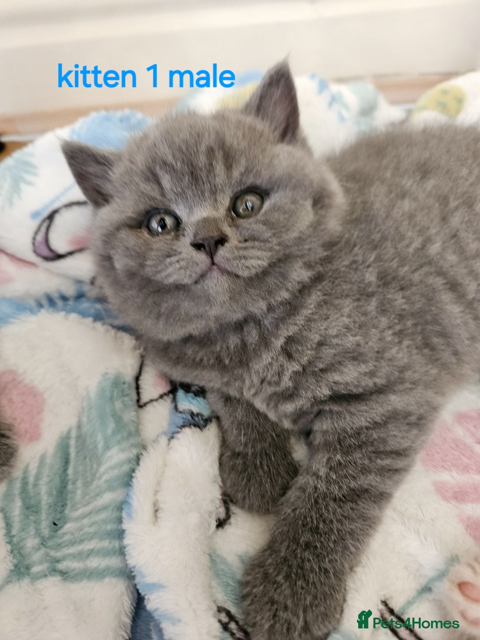British Shorthair cats Champion lines British Shorthair kittens  - Advert 4