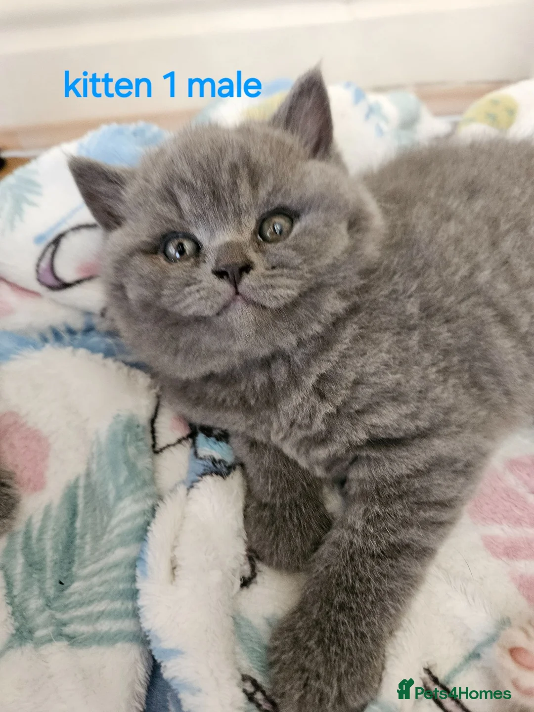 British Shorthair cats for sale: Champion lines British Shorthair kittens  - Advert 1