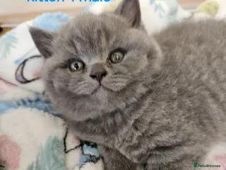 British Shorthair cats Champion lines British Shorthair kittens - Advert 2
