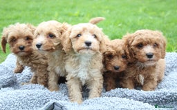 Cavapoochon dogs for sale: Stunning litter of Cavapoochons Ready Thursday  - Image 9