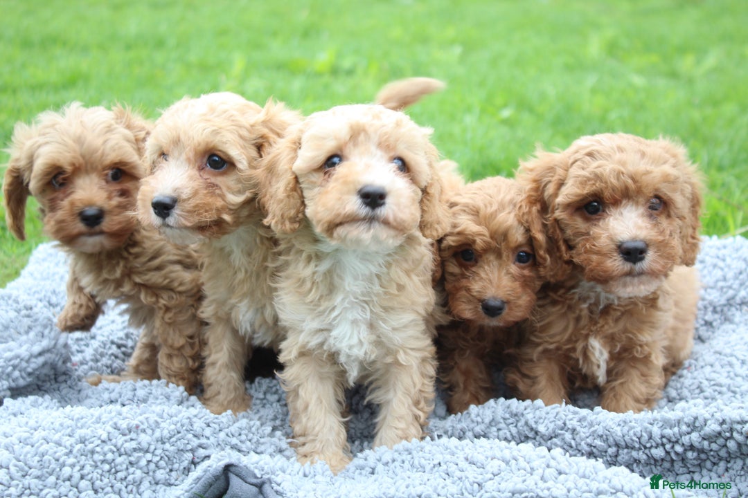 Cavapoochon dogs for sale: Stunning litter of Cavapoochons Ready Thursday  - Image 9