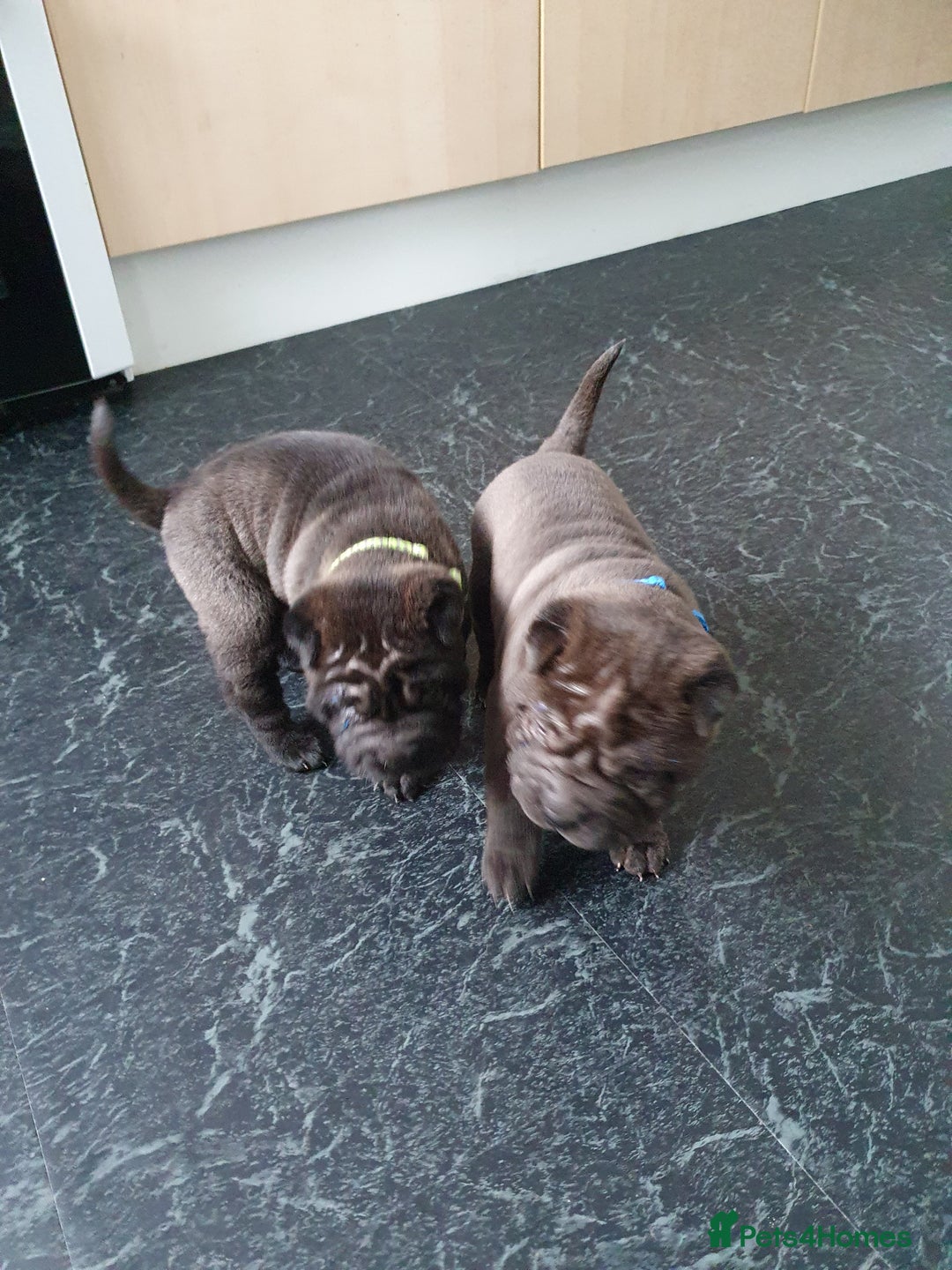 Shar Pei dogs for sale: Stunning KC Registered Shar Pei puppies - Advert 14