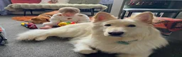 German Shepherd dogs for sale: Outstanding KC White long haired GSD pups  in Catterick Garrison - Advert 13