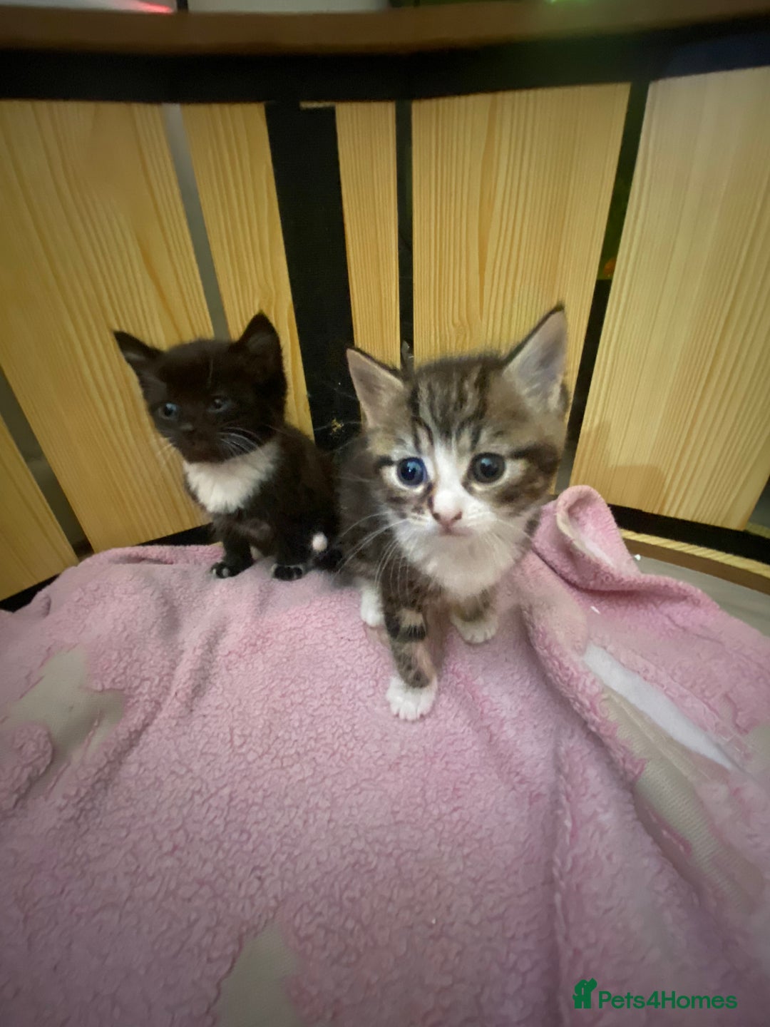 Mixed Breed cats for sale: 3 beautiful kittens  - Image 9