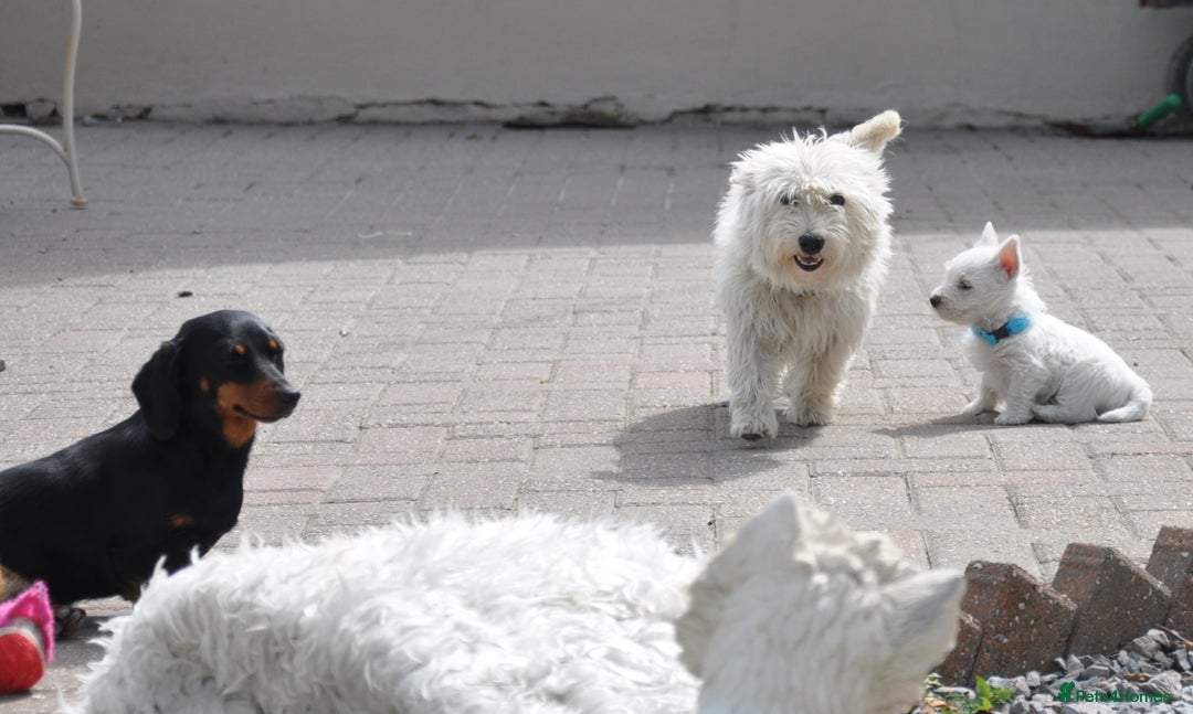 West Highland Terrier dogs for sale: West Highland terrier Puppies - Image 6