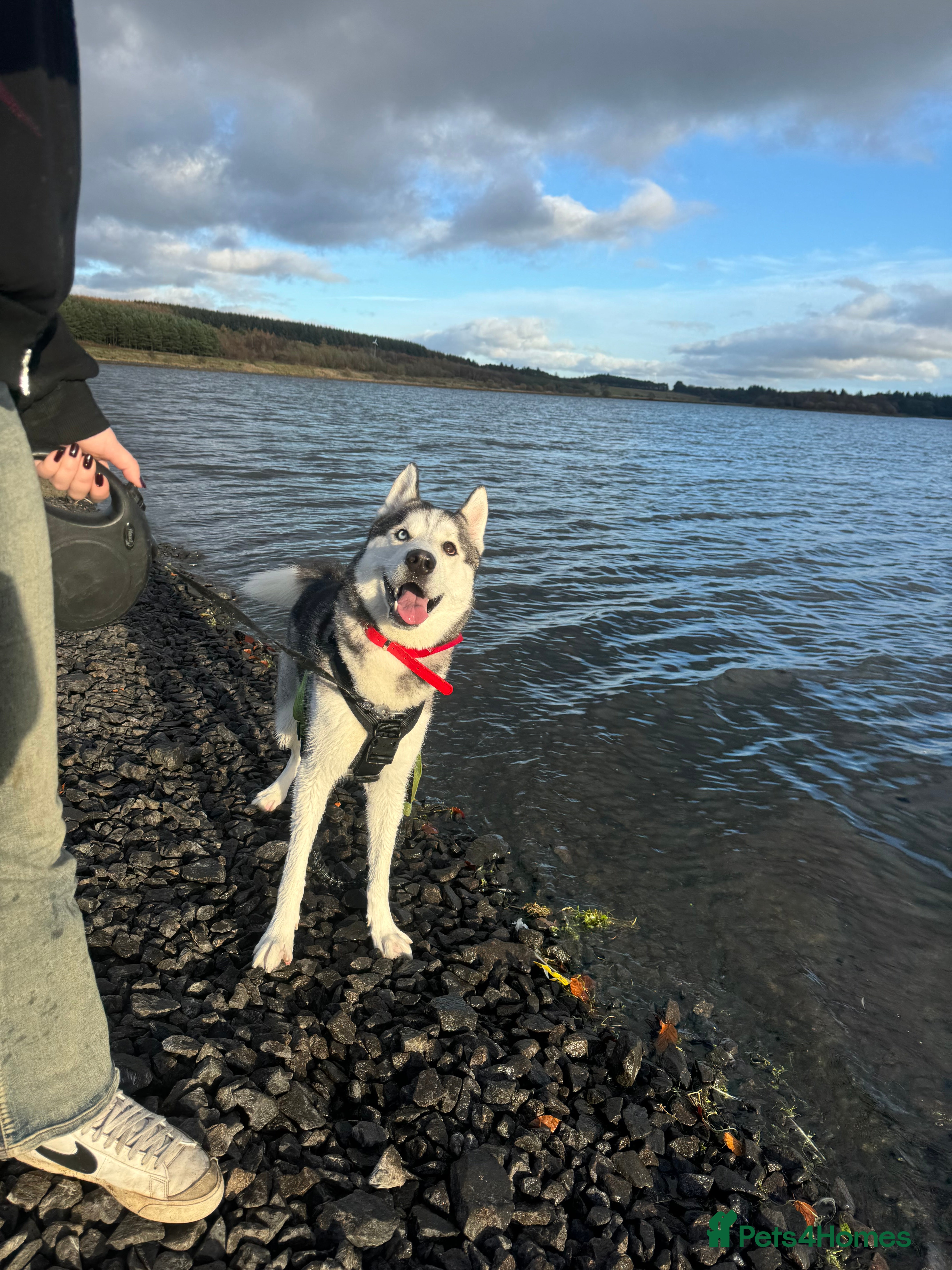 Siberian Husky dogs Siberian husky for stud  - Advert 1